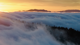 Forests of the Sonoma Coast emerge from a golden sea of fog at dawn.