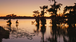 Bald cypress silhouettes rise from still Louisiana waters beneath a blazing sunset sky.