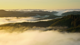 Morning fog rolls through ancient forested valleys as golden light breaks over the Oregon hills.
