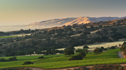 Rolling vineyards catch the warm morning light as golden hills rise above California wine country.